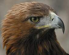 Golden Eagle