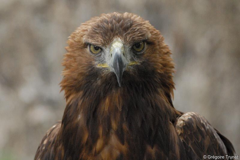 Golden Eagle