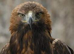 Golden Eagle