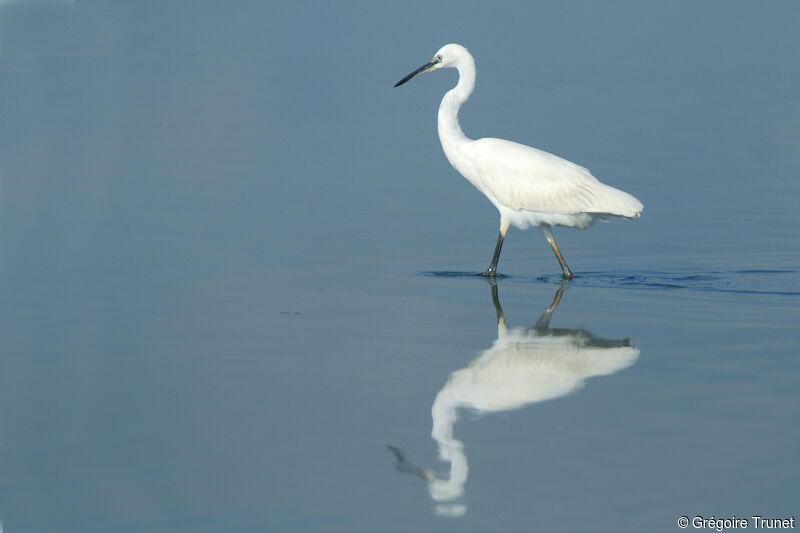 Aigrette garzette