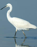 Aigrette garzette