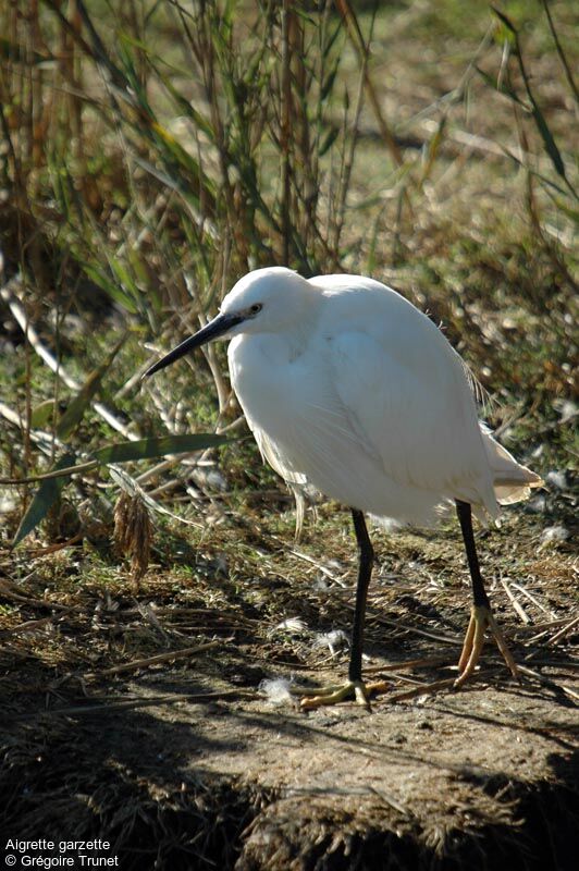 Little Egret