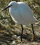 Aigrette garzette