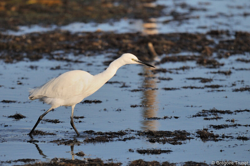 Aigrette garzette