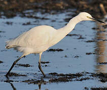 Little Egret