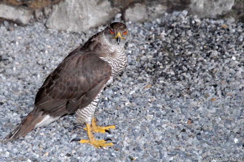 Eurasian Goshawk