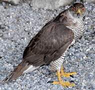 Eurasian Goshawk