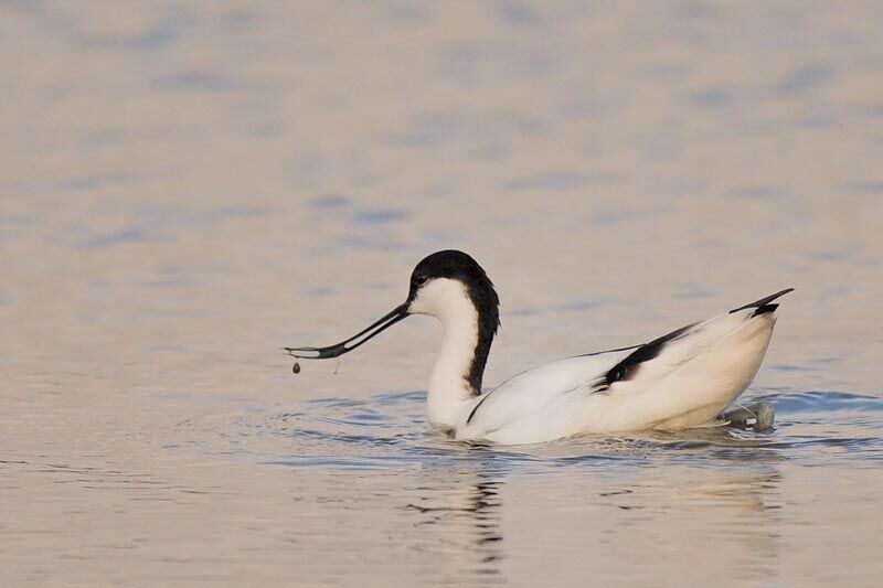 Pied Avocet