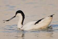 Avocette élégante