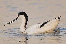 Pied Avocet