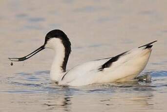 Avocette élégante