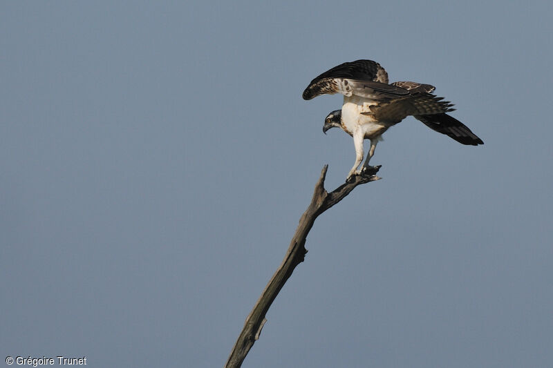 Western Osprey