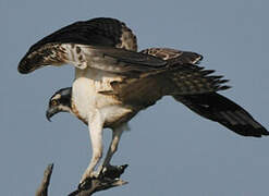 Western Osprey