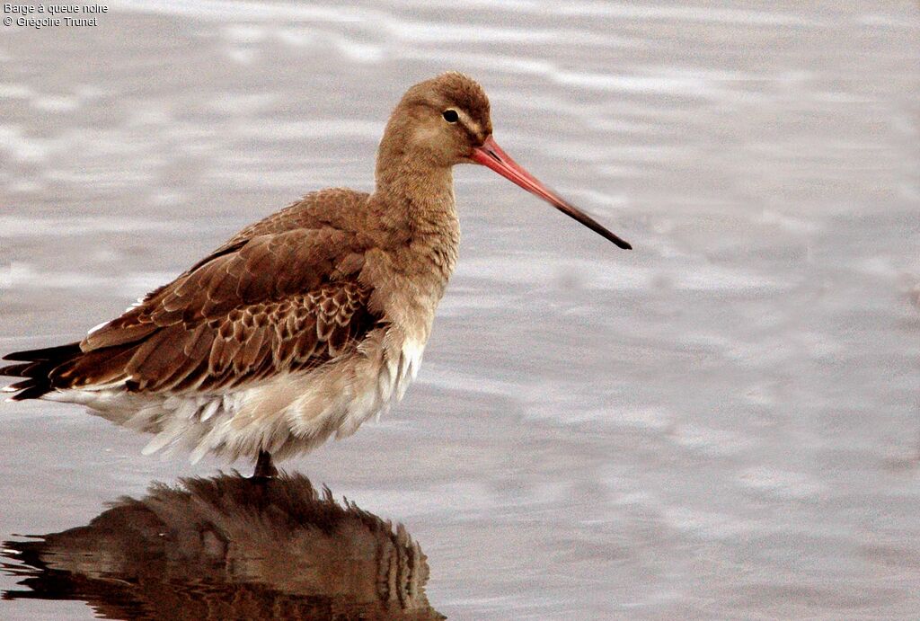 Black-tailed Godwit