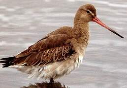 Black-tailed Godwit