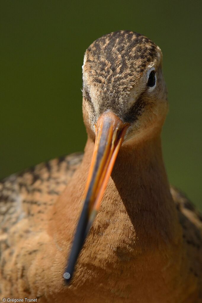 Black-tailed Godwit