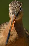 Black-tailed Godwit