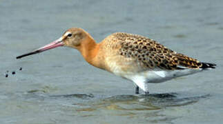 Black-tailed Godwit