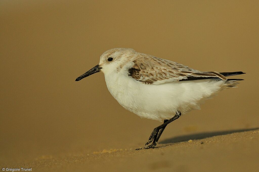 Bécasseau sanderling