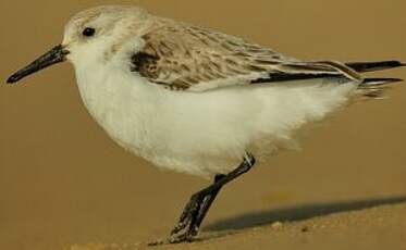 Bécasseau sanderling