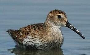 Dunlin