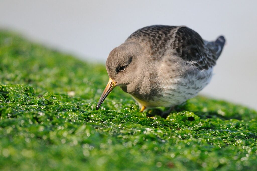 Purple Sandpiper