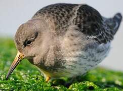 Purple Sandpiper