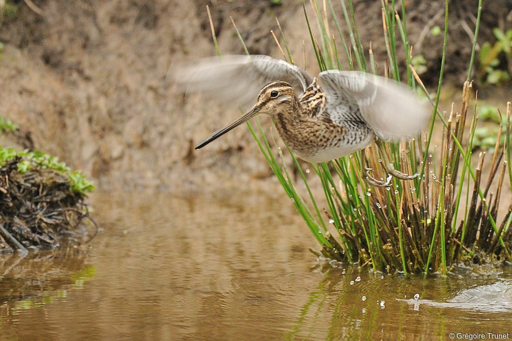 Common Snipe