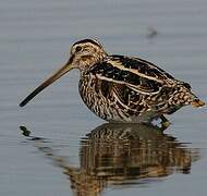 Common Snipe