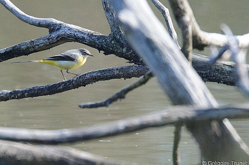 Grey Wagtail