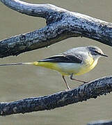 Grey Wagtail