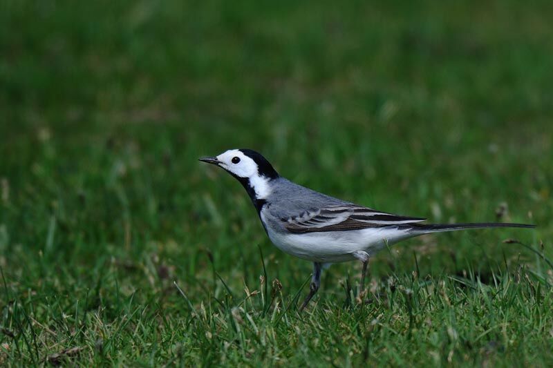 White Wagtail