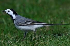 White Wagtail