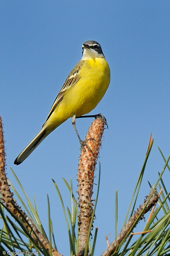 Western Yellow Wagtail