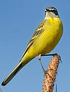 Western Yellow Wagtail