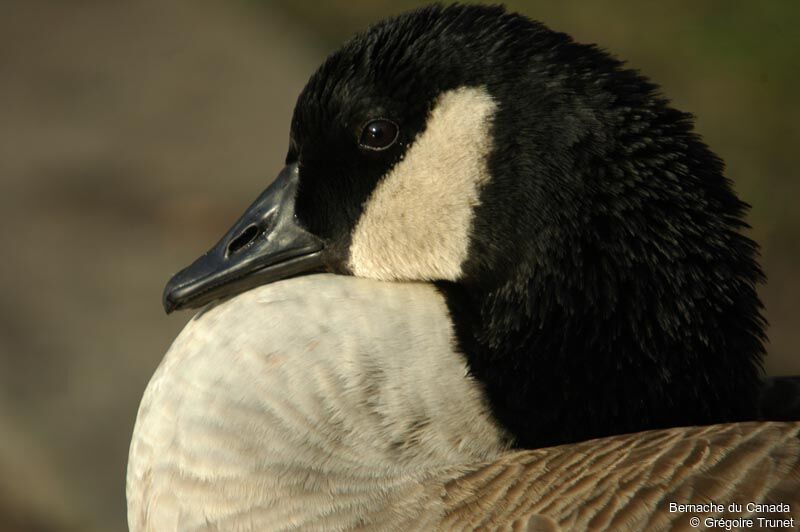 Canada Goose