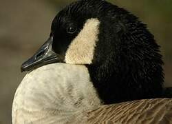 Canada Goose