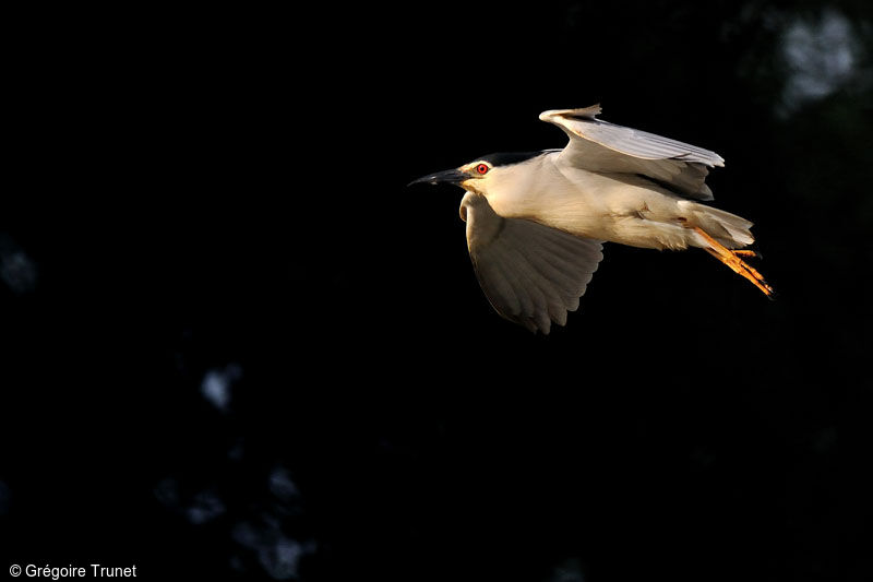 Black-crowned Night Heron