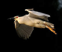 Black-crowned Night Heron