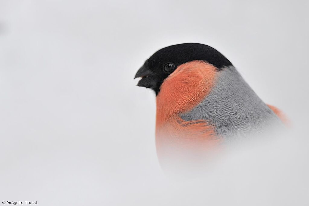 Eurasian Bullfinch