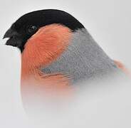 Eurasian Bullfinch