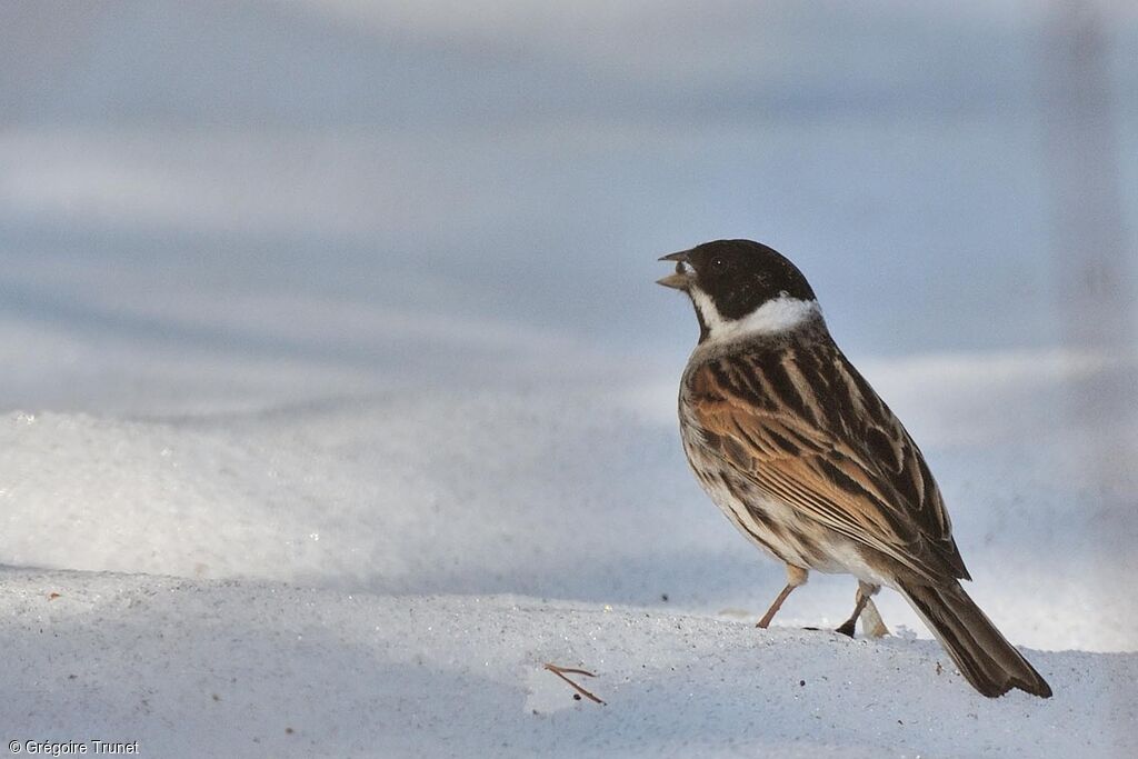 Common Reed Bunting