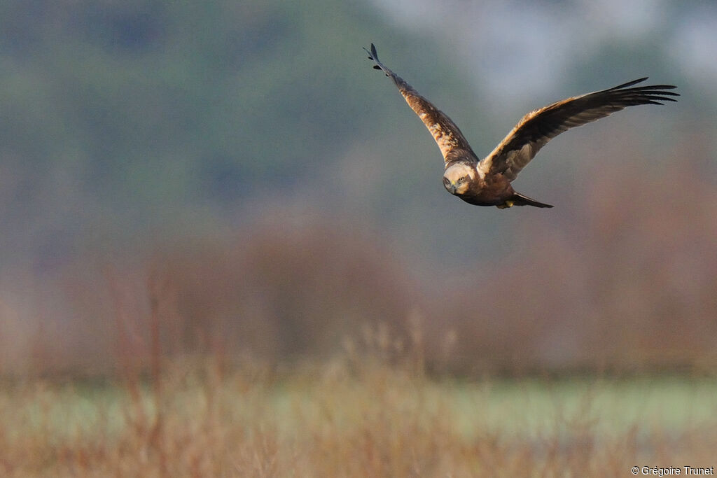 Western Marsh Harrier female