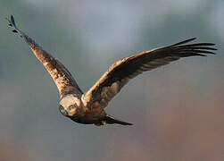 Western Marsh Harrier