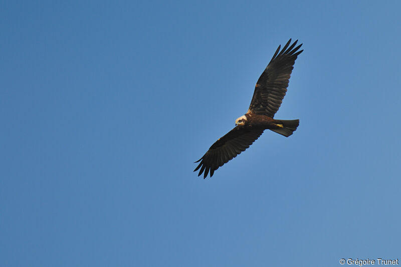 Western Marsh Harrier