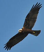 Western Marsh Harrier