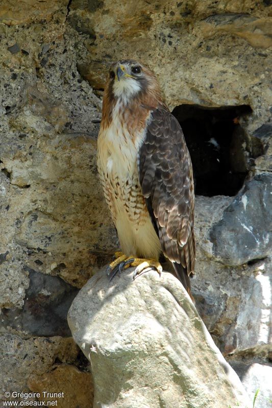 Red-tailed Hawk