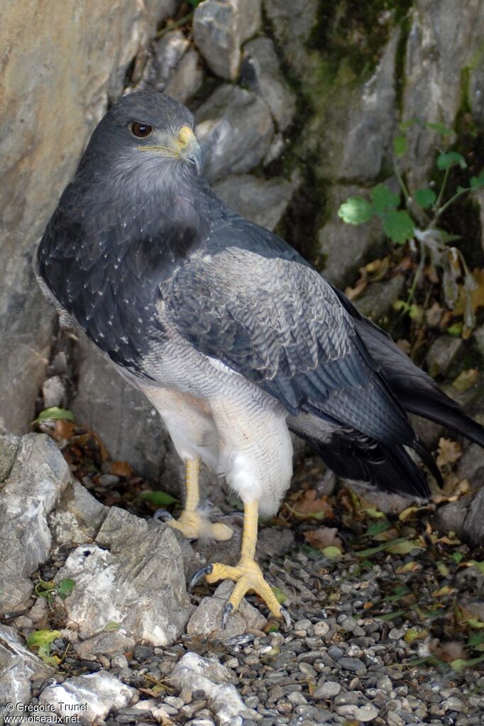 Black-chested Buzzard-Eagle, identification