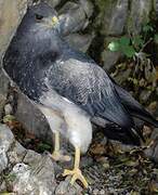 Black-chested Buzzard-Eagle