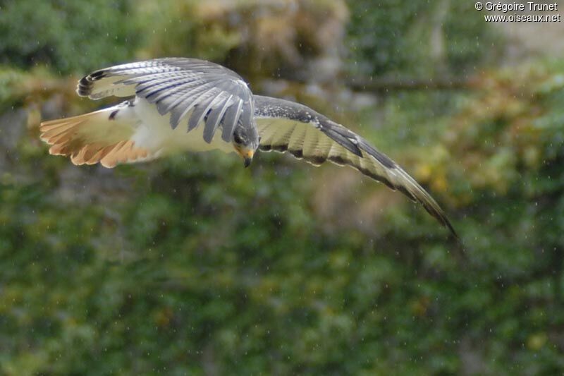 Augur Buzzard